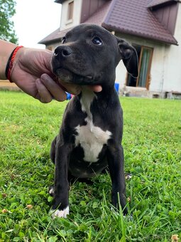 Americky pitbull s pp - 5