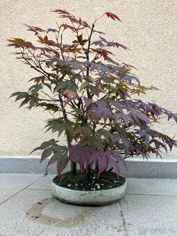 Bonsai, Bonsaj, japonský javor, lesík - 5