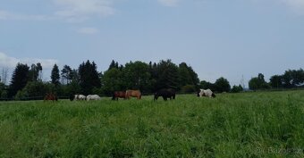 ustájení Křimice - 5