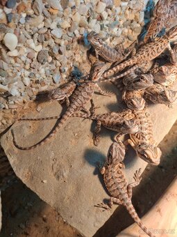 Agama vousatá - mláďata - 5