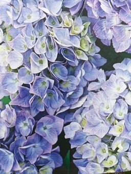 Ořechokřídlec , hortenzie a další keře - 5