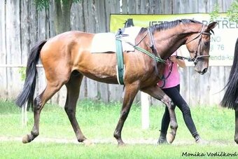 Prodám valacha A1/1 - 5