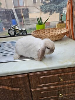 Zakrslý králík - 5