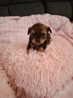 Yorksirsky/Jorksirsky terier X - 5