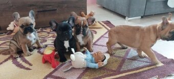 Francouzský buldoček - 5