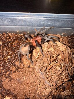 Sklípkani + terária - 5