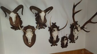 Paroží - 5
