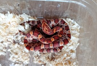 Užovka červená het Scaleless - 5