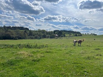 Nabízíme ustájení - 5