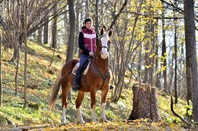 Připouštění Welsh cob - D - 5