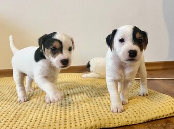 Štěňata Parson Russell Terier s PP - 5