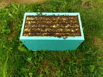 Včelstva,oddělky - 5