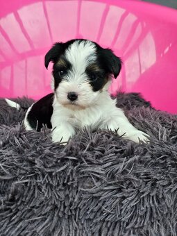 Biewer jorkšírský teriér, Yorkshire holčička s PP - 5