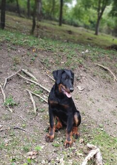 Beauceron s PP - 5