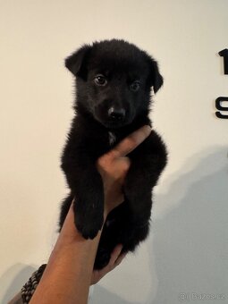 Německý ovčák Štěnata - 5