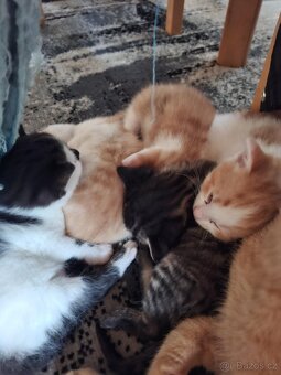 Koťata - 5