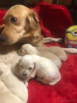 Štěňata Zlatý Retrivr - 5