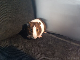 Malá morčata z domácího chovu (i jednotlivě) - 5