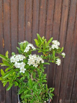 Bonsai, Bonsaj - Hlohyne 2 - 5