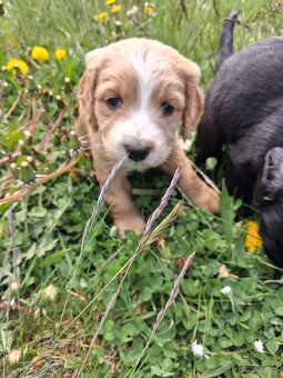 Kokršpaněl bez pp - 5