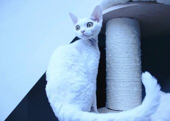 Devon rex - 5