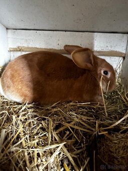 Králíkárna s králíky - 5