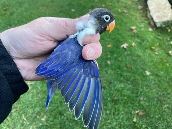 Agapornis škraboškový - hendikep - na ochočení - 5
