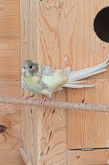 Kakariki rudočely - 5