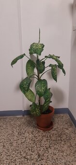 Prodám pokojové rostliny - 5