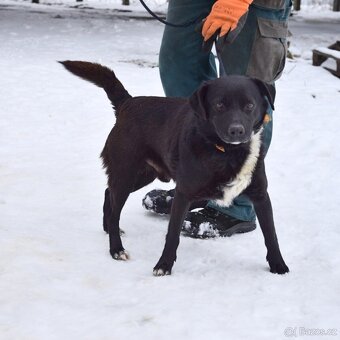 Columbo hledá domov - 5