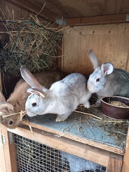 Domácí králíci -samci - 5