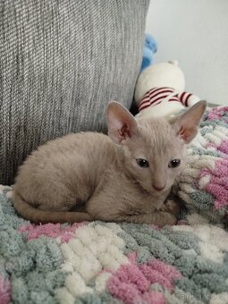 Cornish rex koťátka - 5