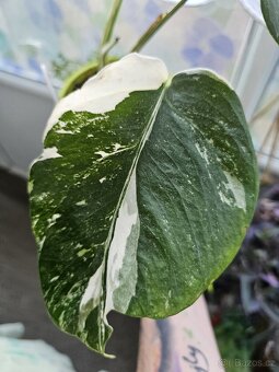 Monstera albo variegata - 5