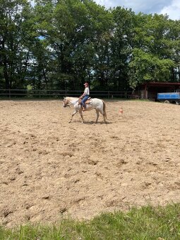Valášek appaloosa 13 let hledá milující domov - 5