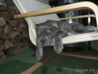 Cane Corso štěňata bez PP - 5