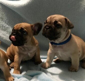 Francouzský buldoček s PP - 5