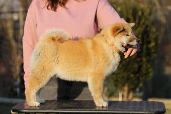 Shiba Inu s PP FCI - 5