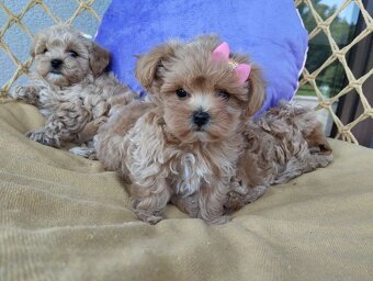 Maltipoo štěňátka - 5