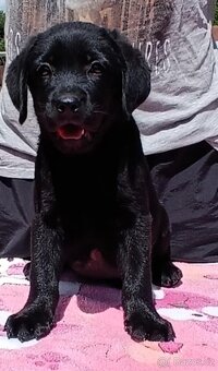 Labradorský retriever s PP - 5