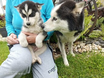 Prodám štěně husky - 5