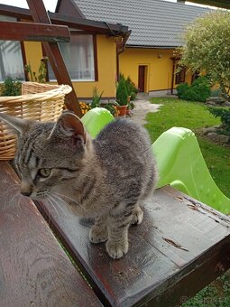 Kočičí sirotci - 5