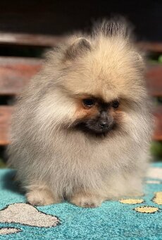 Pomeranian Fenečka PP FCI - 5