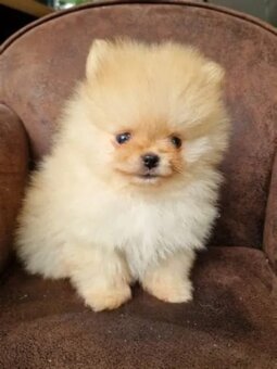 Pomeranian mini - 5