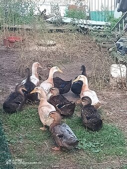 Kachna saská a ruánská - 5