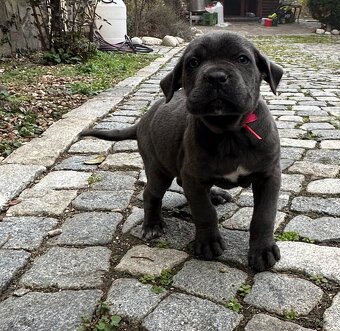 Štěňátka Cane Corso - 5