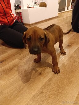 Rhodéský ridgeback - 5