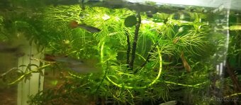 Platy,paví očka samce a skarály - 5