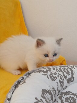 Ragdoll koťátka s PP - 5