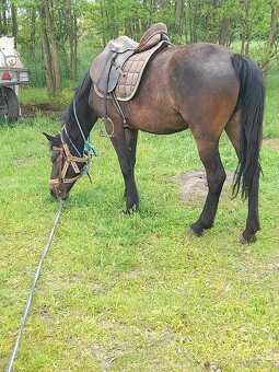 Predam jazdecku kobylu paint horse - 5