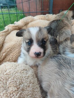 Welsh corgi Pembroke s PP - 5